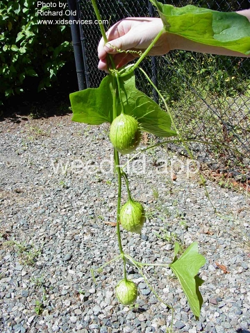 wild cucumber, western